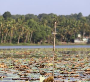 Bird watching at Vellayani Lake
