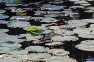 Lotus Leaves on Vellayani Lake